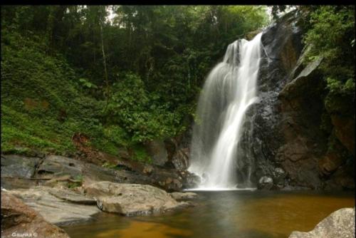 Rainforest Holiday Inn