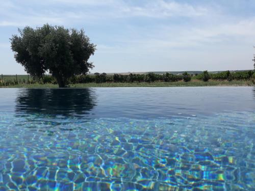 Terras - Agroturismo & Vinhos, Beja (Foto 4)