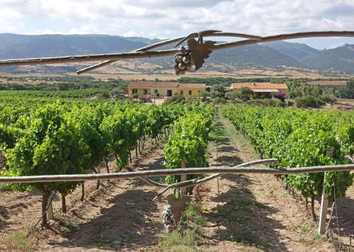 Campesi casa tra le vigne Aglientu