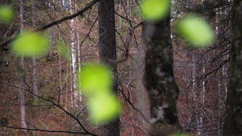  Hirschloser in Steyrling