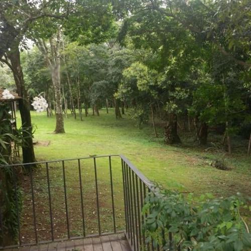 Bosque Da Neblina