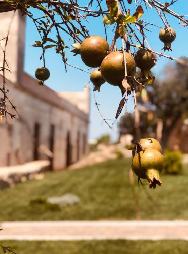 Masseria Casina Bellanova