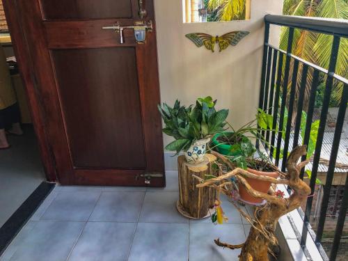 Bougainvillea – Guwahati, TX