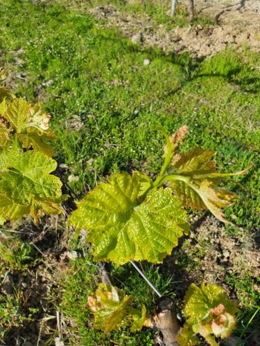 Casa Guelfucci in คอร์เต