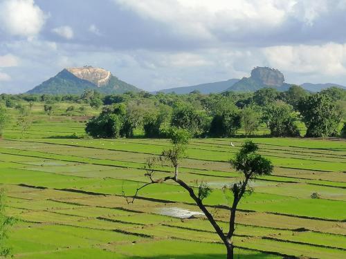 Organic Garden Resort Sigiriya