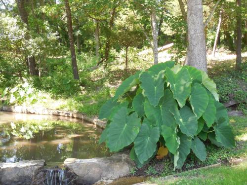 Nas proximidades, Dogwood Springs Lodgings in Mineola (TX)
