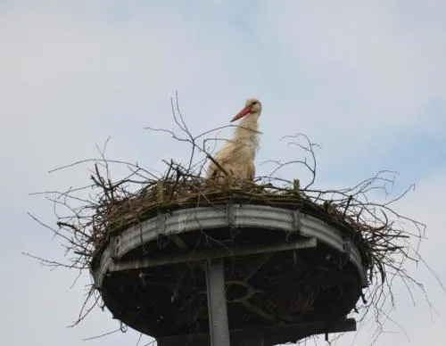 Storchennest an der Spree in Radinkendorf in Beeskow, Deutschland