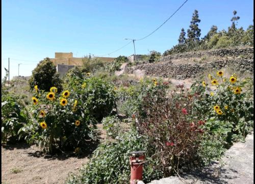 GREEN VILLAGE. TONY FRÍAS.