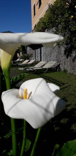 La Gerbera, Levanto (fotografie 3)