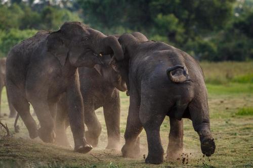 Elephant Lodge