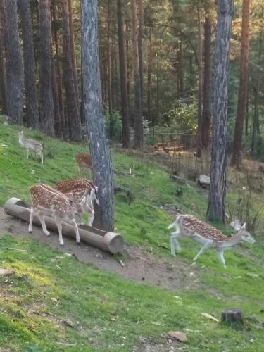 Mavrovo Forest Apartments