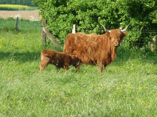 Rhinkieker Rees in รีส์