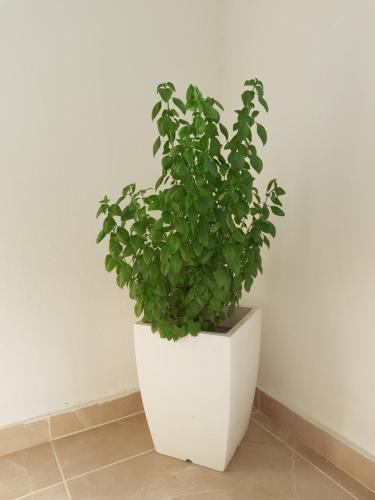 TRIANON Hostel - Central Paphos Old Town in 帕福斯城中心