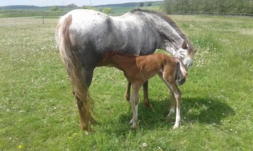 Ferienwohung Hirsch in Bad Rappenau