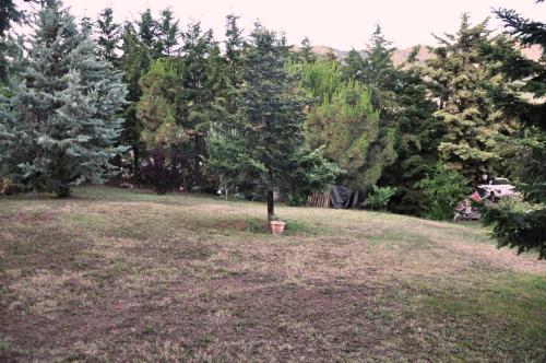  anemelia in Poligiros