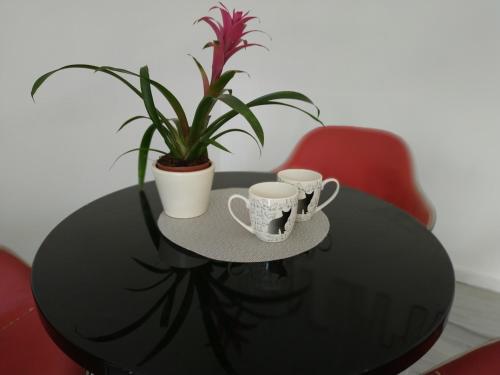 Studio Red Kot in Zielona Gora