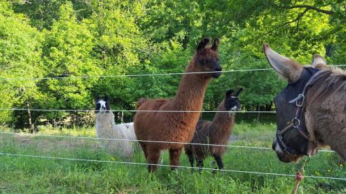 La Ferme des Andes