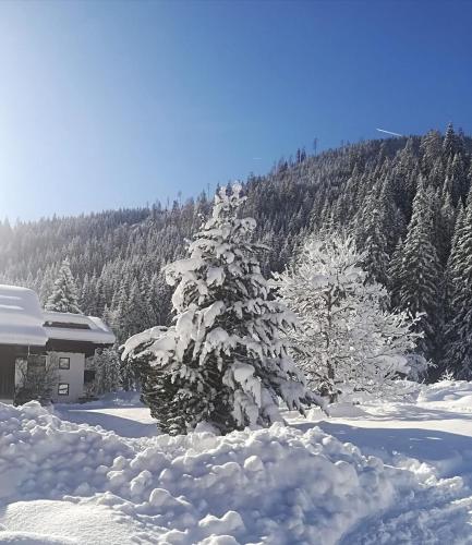 Surrounding environment, Pension Walchauhof in Flachau