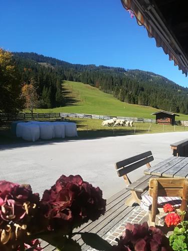 Surrounding environment, Pension Walchauhof in Flachau