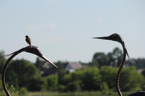 Żabi Staw - image 7