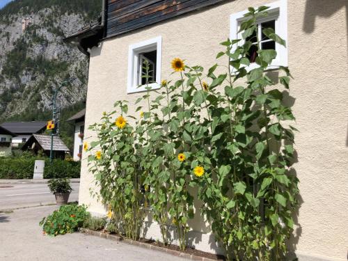 費尼克斯廳旅館 (Fenix Hall) in 哈爾施塔特