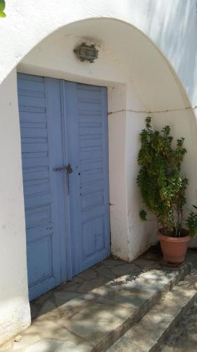 The large bougainvillea house