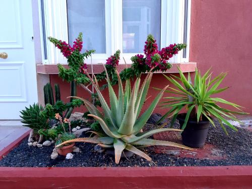 Duplex Aloe