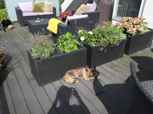 Brøndums B & B in Hjorring