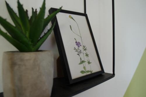 Oleander Rooms & Apartment, Sofia (Foto 4)