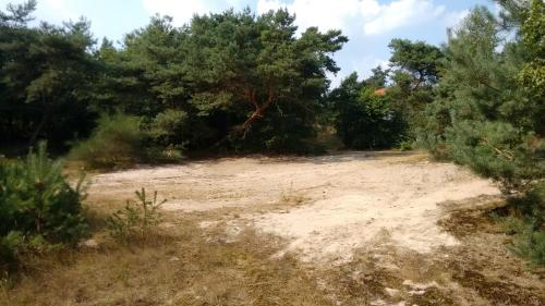 Kert, Het krekeltje in Buurtschap Beerze