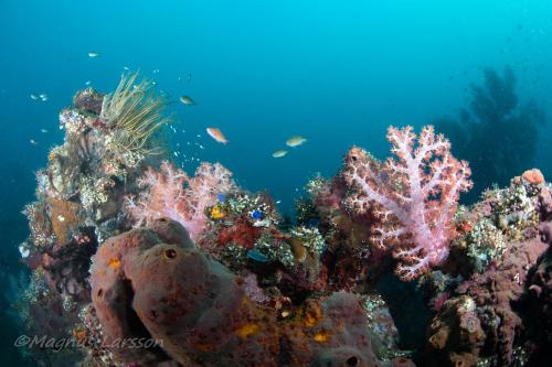 Bali Dive Resort Amed