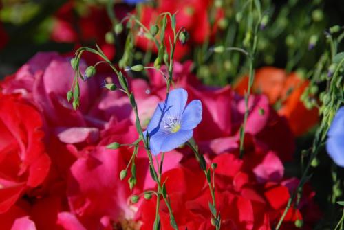 B+B Passifleur - image 14