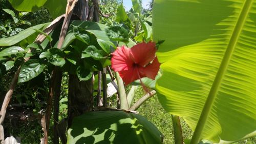 Banana Grove El Nido – El Nido, WI