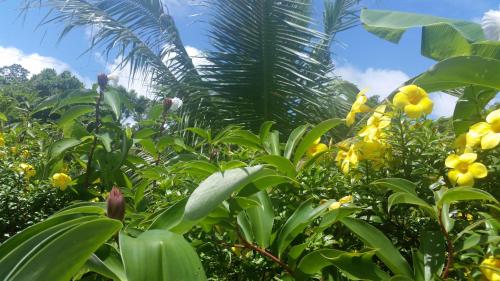 Banana Grove El Nido – El Nido, WI