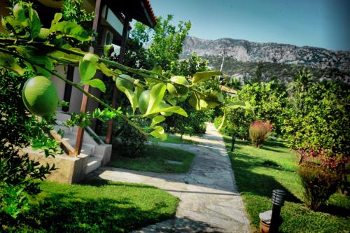 Nerissa Hotel - image 13