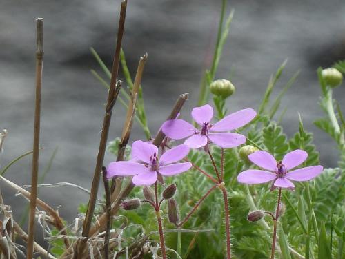 Hostal El Cardenillo - image 14