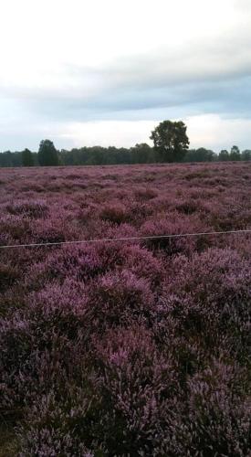  Appartement De Nachtwacht in Ootmarsum