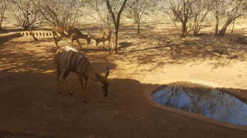 Aloes Bush Stay