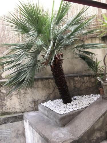 Nice Grand appartement face jardin, Nice (fotografie 2)