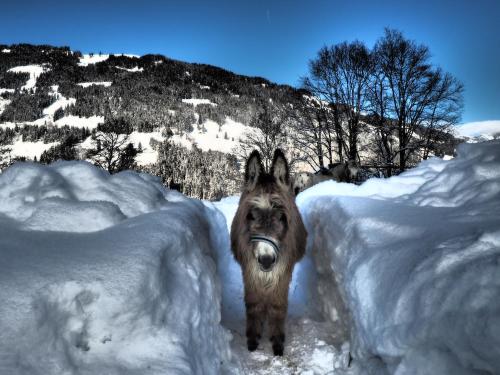 Oberstockinghof - image 6