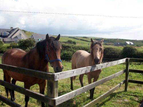 O'Connor's Guesthouse - image 11