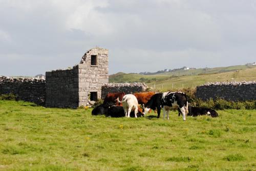 O'Connor's Accommodation