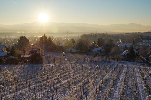 Weingut Landmann Ferienwohnungen 2.8km von Gottenheim entfernt