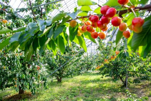 Fruit Park Fujiya Hotel