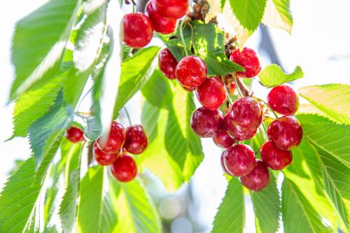 Fruit Park Fujiya Hotel