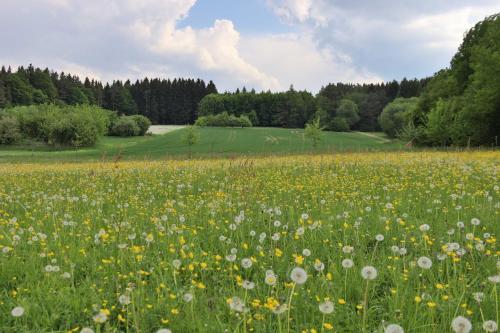 Heumanns Blockhaeuser am Wald