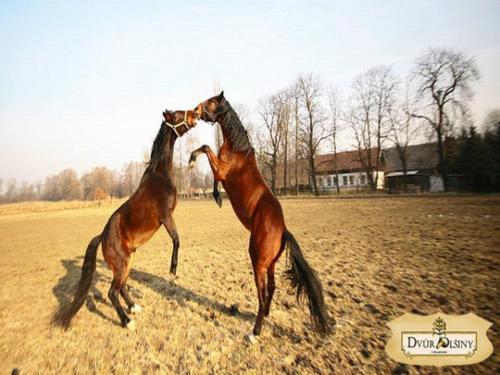 Dvůr Olšiny -Hotel and Horse-riding