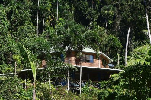 A Daintree Garden