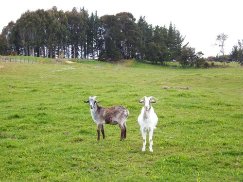 Mahana Farm Cottage in Nelson