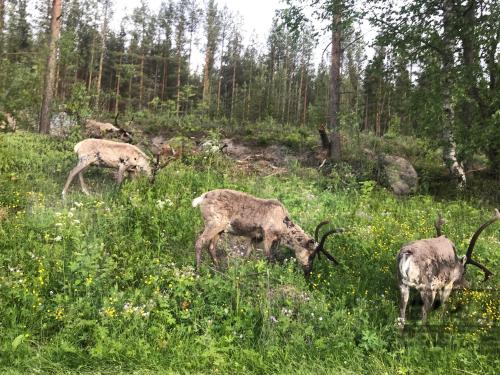 Arctic Resort Delight - image 6